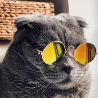A very cool cat.