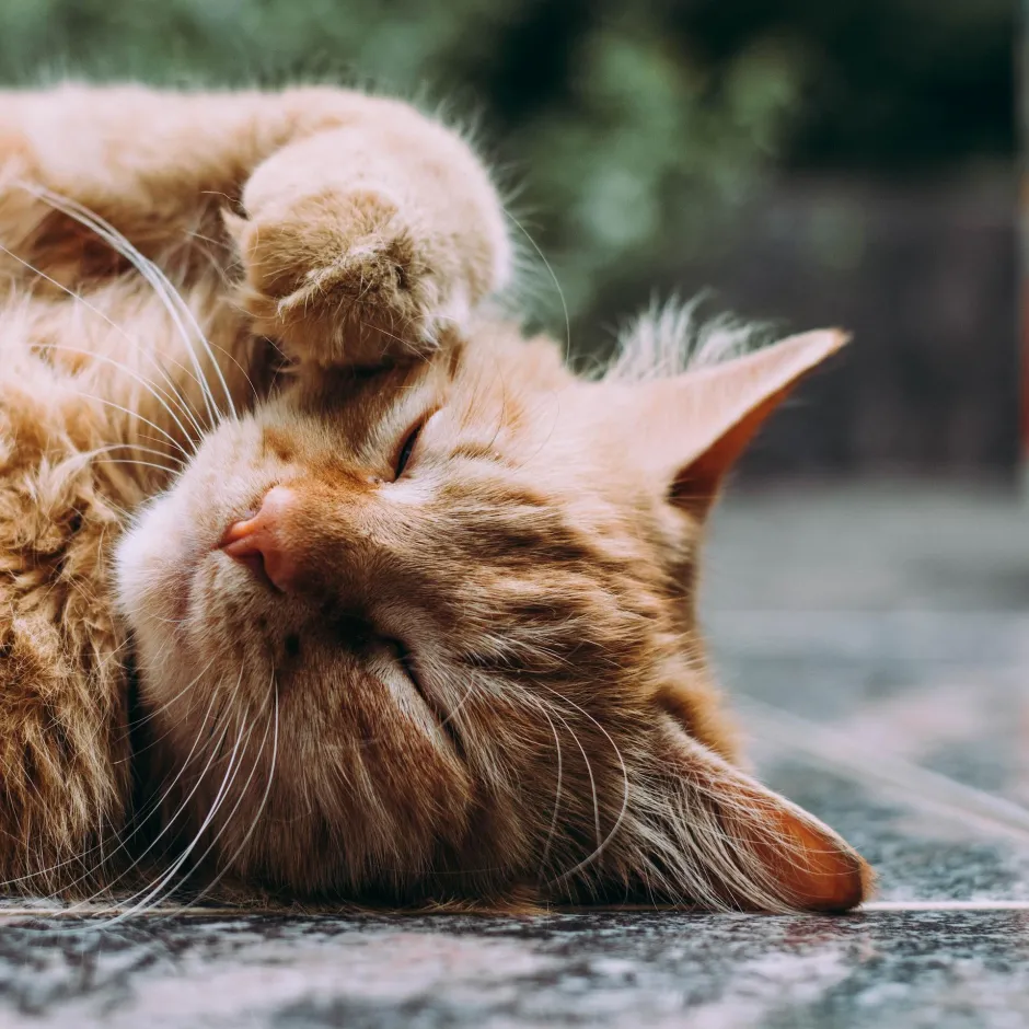 A very cute and cuddly orange tabby cat.
