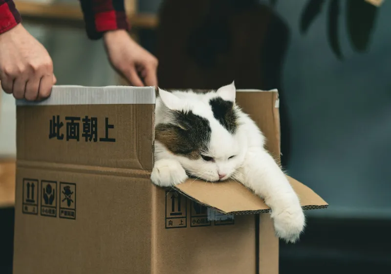 cat in box