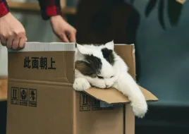 cat in box