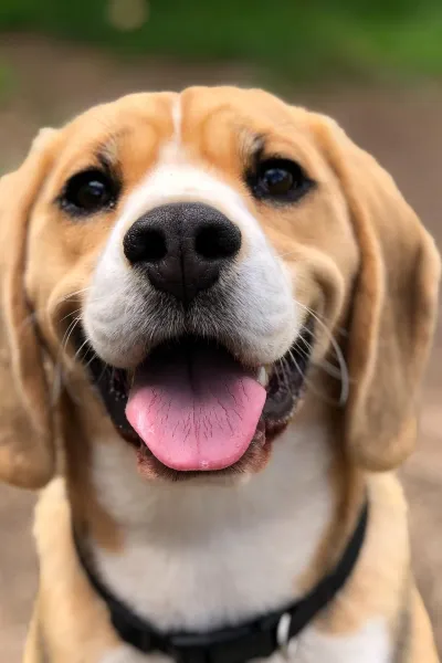 test dog photo